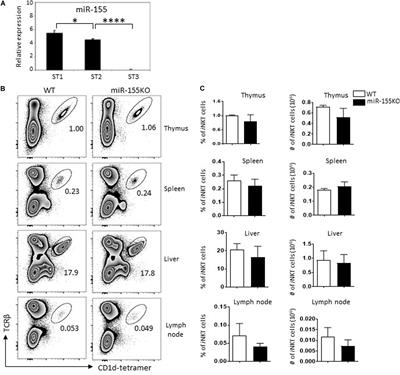 MicroRNA-155 Controls iNKT Cell Development and Lineage Differentiation by Coordinating Multiple Regulating Pathways